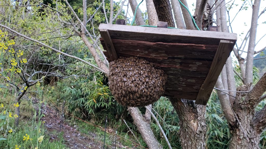 ニホンミツバチ分蜂 – 篠原の里